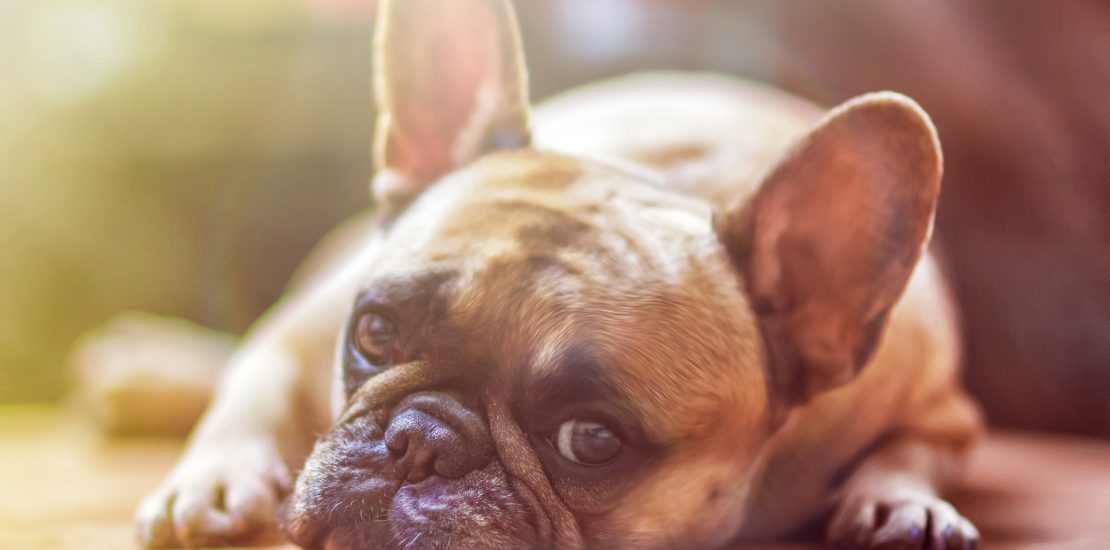 Effects of Hazardous Chemicals on our pets